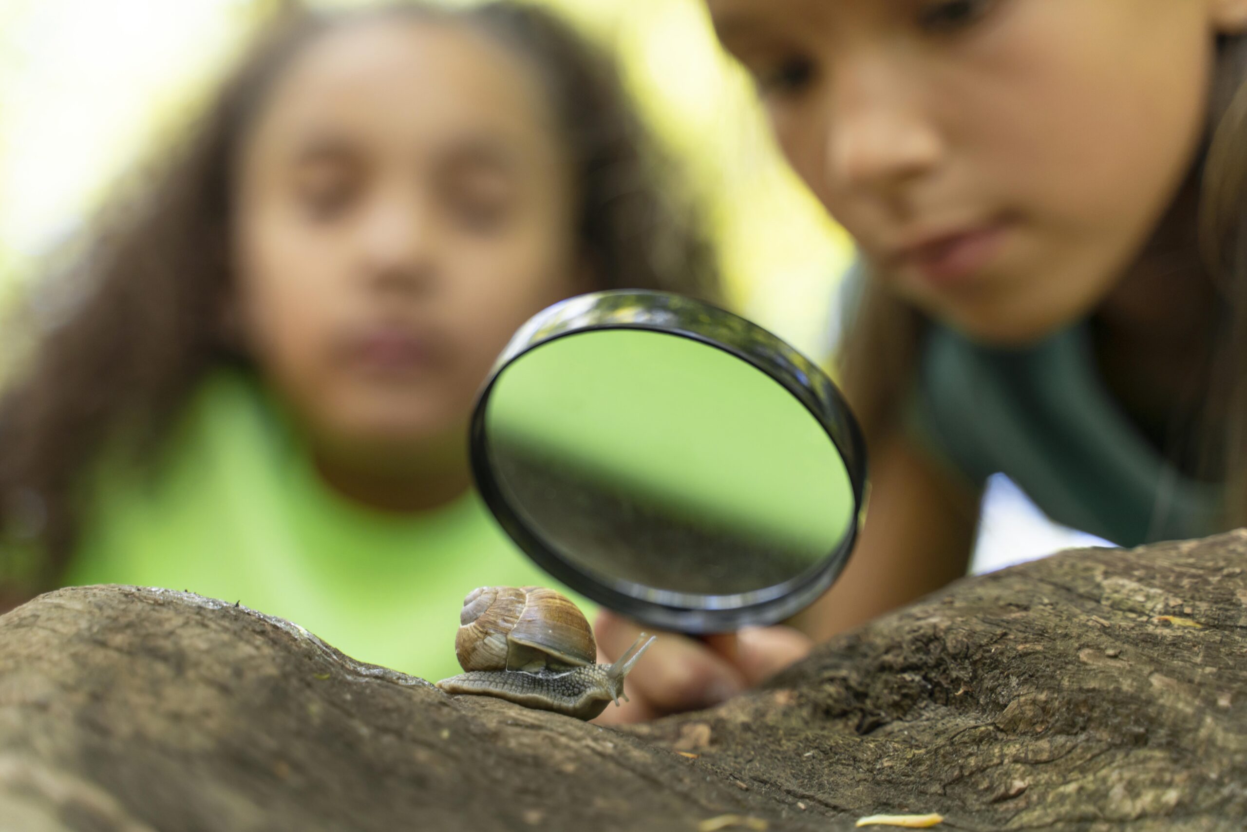 Crianças observam caracol, que está em cima de tronco, com uma lupa. teorias da evolução. biologia