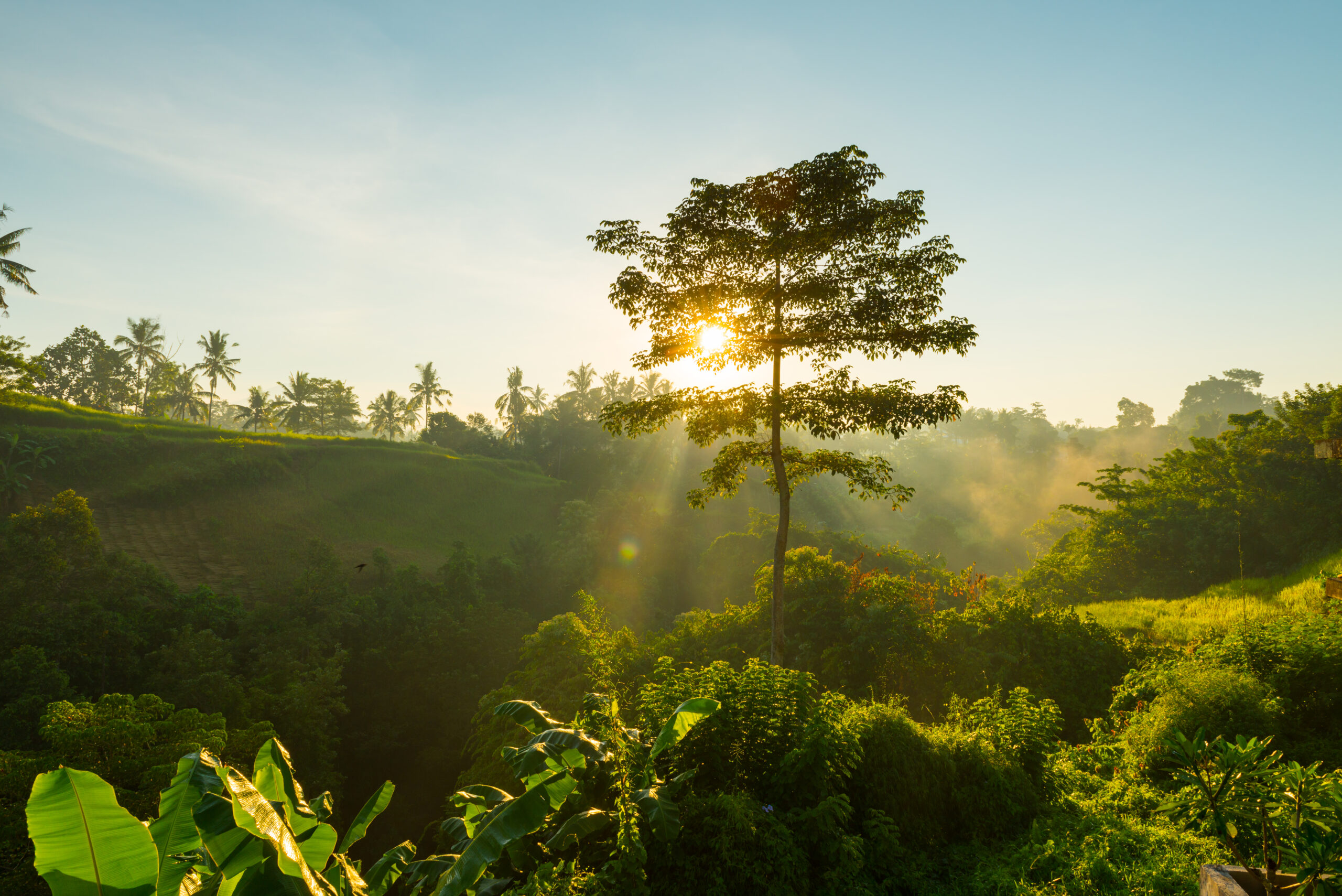10 questões de ecologia sobre ecossistemas e cadeias alimentares para o Enem 2025